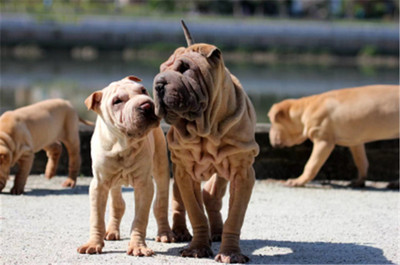 2018中國(guó)·大瀝沙皮狗文化節(jié) 文化盛宴即將開啟